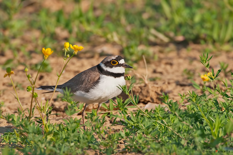 Corriere piccolo (Charadrius dubius)